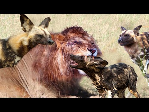 Wild Dog Tragically Dies When Trying To Attack Male Lion To Save His Cubs