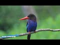 BEAUTYFUL SMALL BIRDS AND THEIR NAME AND SOUND