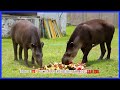 Ecuadorian Tapir  - Hermosos Animales Rescatados | Ecuador Ama La Vida