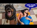 fake death prank in front of my dog||protecting pregnant women.