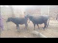 buffalo meeting and village