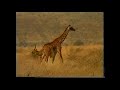 Boko (Official Video) - Kilimanjaro Band Njenje