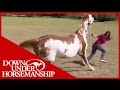 Once Bitten Twice Shy: How to Train a Dangerous, Dominant Horse