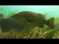 Smallmouth Bass hunting & eating gobies
