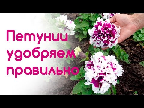 Особенности ухода за петунией Особенности ухода за петунией