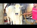 MOST BEAUTIFUL PUNJAB COW OF 2022 FROM PATHAN CATTLE FARM❤️#shorts #eiduladha ||Kolkata cow 2023 ||