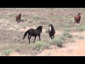Mustang Stallion defending his mares and foals from bachelors