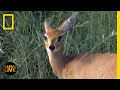 Download Safari Live - Day 121 | National Geographic mp4 3gp mp3 videos - waplic