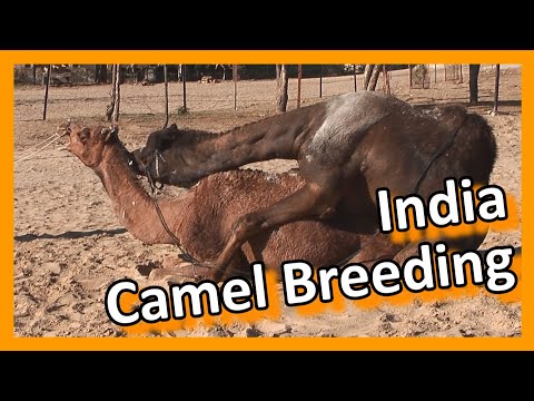 Bikaner - Camel breeding farm
