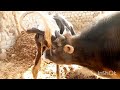 OMG wonderful Meeting Bull and cow ||Yak VS Cow||