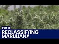 U.S. to reclassify marijuana as less dangerous drug