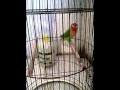 Download Lovebird isian cililin mantap rb