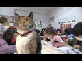 Stray Cat Becomes Beloved School Mascot