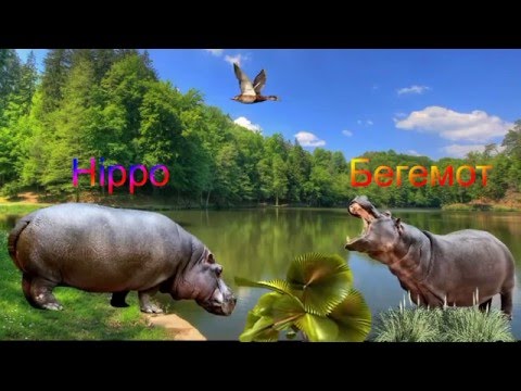 Скачать песни про животных