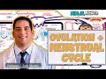 Female Reproductive Cycle | Ovulation & Menstrual Cycle: Overview
