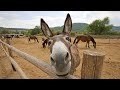 Funny Cute Donkeys To Make You Smile!