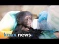Zoo Knoxville's chimpanzee Binti gives birth to healthy female