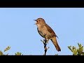 One Hour Relaxing Birdsong: the Nightingale.