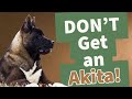 5 REASONS AKITAS AREN'T RIGHT FOR YOU | THE AKITA LIFE