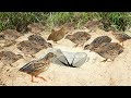 Creative Quail Bird Trap Make From Box Bass & Deep Hole