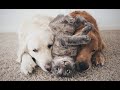 🐕My beloved boys! 😺 Funny video with dogs, cats and kittens! 😸