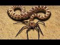 10 RAREST Snakes In The World!