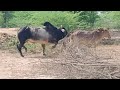 Beautiful Cow Short Video||Small Cow||Big Bull
