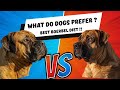 Best Boerboel Diet. Taste Test.! What do Dogs prefer?
