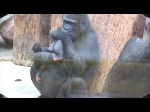 Vids porn gorilla free download 11