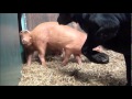 Pip the dog meets Pigs