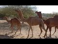 desert camel romance  raning