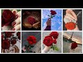 Red Rose Picture🌹 Flower Dp🌹 Red Rose Status🌹 Picture 🌹 Story 🌹