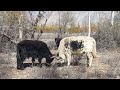 Himalayan yak vs zo fight par1||Animals Earth ||