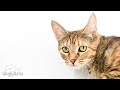 Download LIVE: Feral cat Serenity is having kittens - TinyKittens.com mp4 3gp mp3 videos - waplic