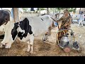 cow milking by machine, मशीन से जुड़ी पूरी जानकारी एक ही वीडियो में ।