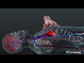 CPR in Action | A 3D look inside the body