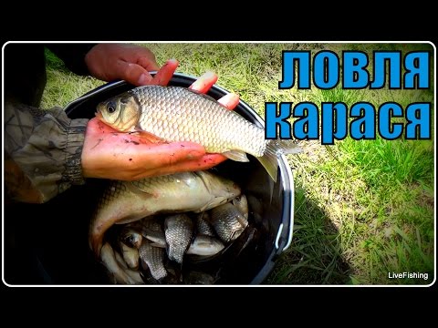 рыбалка на поплавочную удочку на ютубе рыбалка на поплавочную удочку на ютубе