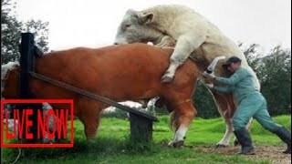 Intelligent Technology Smart Farming Automatic Cow Milking Machine, Feeding, Cleaning, Washing #ARJ