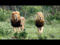 Two MASSIVE Male Lions Enter the Arena (Mbiri Males)