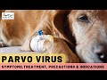 Parvo Virus In Dogs: Symptoms, Treatment & Precautions | Dr. Anirudh Mittal