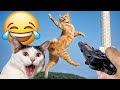 These Dogs and cats Are Living Their Best Lives 🤣 Funniest Animal Videos #16