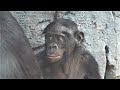 Bonobos at Jacksonville Zoo