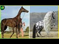 इन घोड़ों को आपने पहले कभी नहीं देखा होगा | Rare Species of Horses