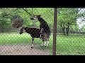 Okapi at Brookfield zoo are mating ￼￼