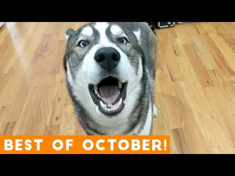 Ultimate Animal Reactions & Bloopers of October 2018 Funny Pet Videos