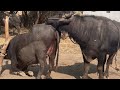 Amezing buffalo breeding season 3 #breeding #buffalo #animallover #animal