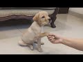 Labrador puppy  training