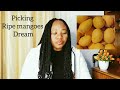 picking ripe mangoes in the dream meaning