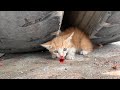 Poor cat stuck under the wheel of a containerbut no one caresI tried my best to save the kitten