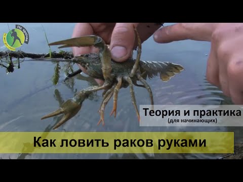 в какой месяц лета ловят раков в какой месяц лета ловят раков